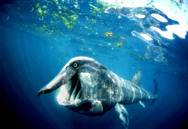 Photoshop-Design von leighfield für DesignCrowd (Community Contests) | Design #9046038