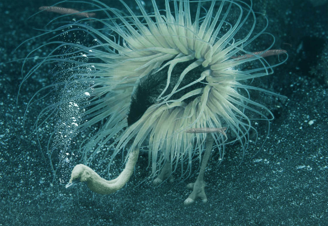 Photoshop Design by johndiablo for DesignCrowd (Community Contests) | Design #9045978