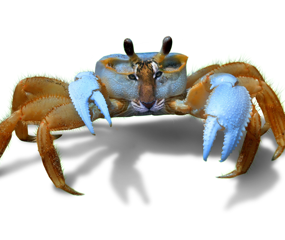 Photoshop-Design von Bigwater für DesignCrowd (Community Contests) | Design #9046011