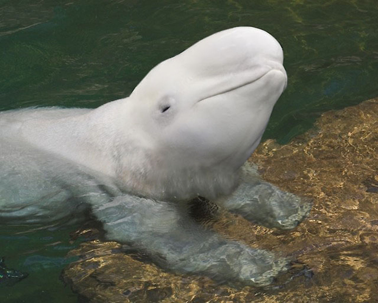 Design Photoshop par DebCam pour DesignCrowd (Community Contests) | Design #9046160