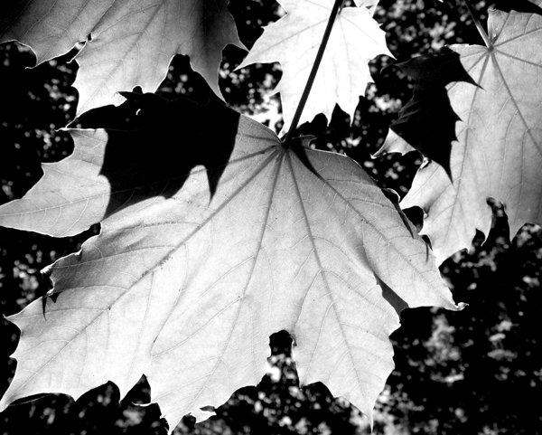 Fotografie von Flibble für DesignCrowd (Community Contests) | Design #9042811