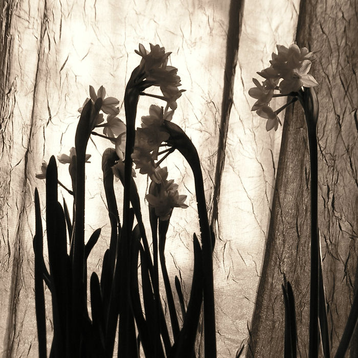 Fotografie von Ataxia für DesignCrowd (Community Contests) | Design #9042965