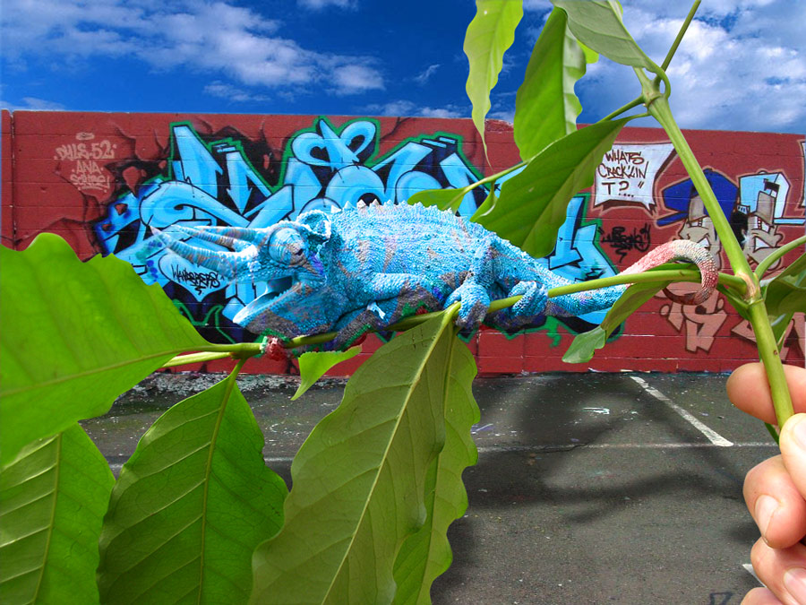 Photoshop Design by benchong for DesignCrowd (Community Contests) | Design #9043373