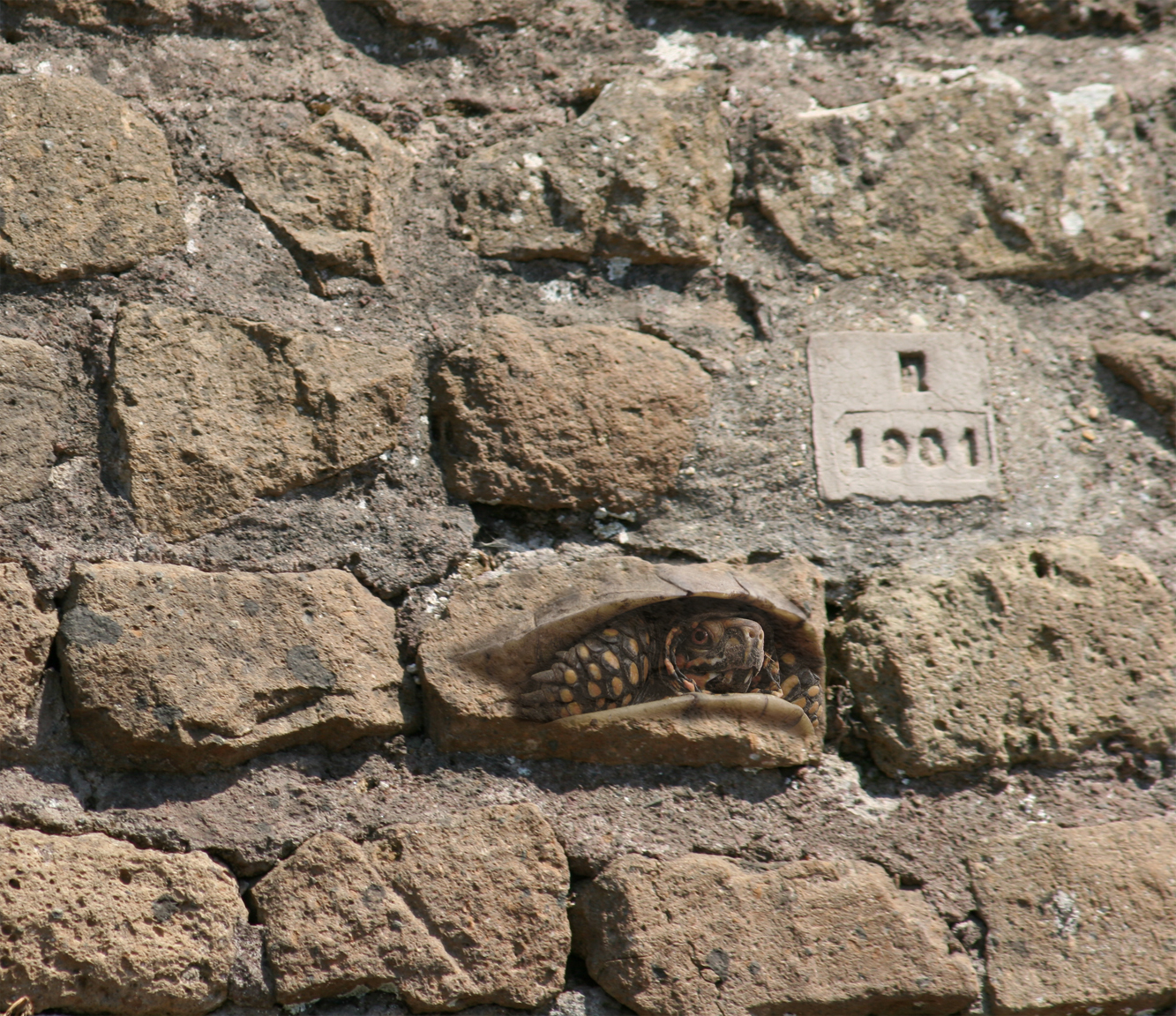 Design Photoshop par Ginnytattoos  pour DesignCrowd (Community Contests) | Design #9043585