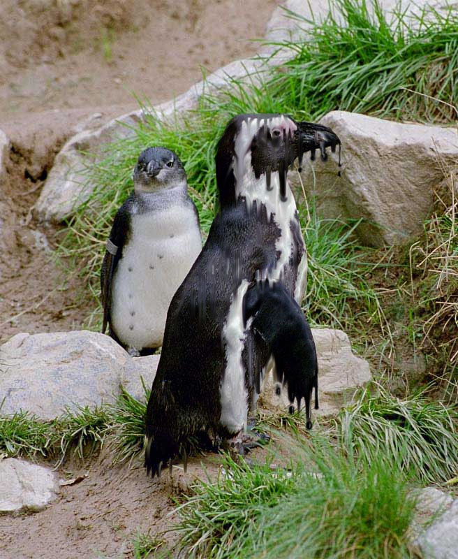 Photoshop-Design von h2oscienceguy081 für DesignCrowd (Community Contests) | Design #9045810