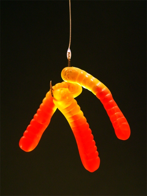 Photography by itsmineillshare for DesignCrowd (Community Contests) | Design #9047613