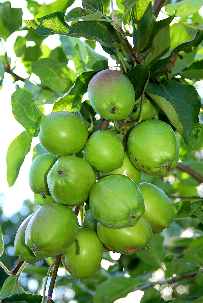 Photography by egonlinden for DesignCrowd (Community Contests) | Design #9043107