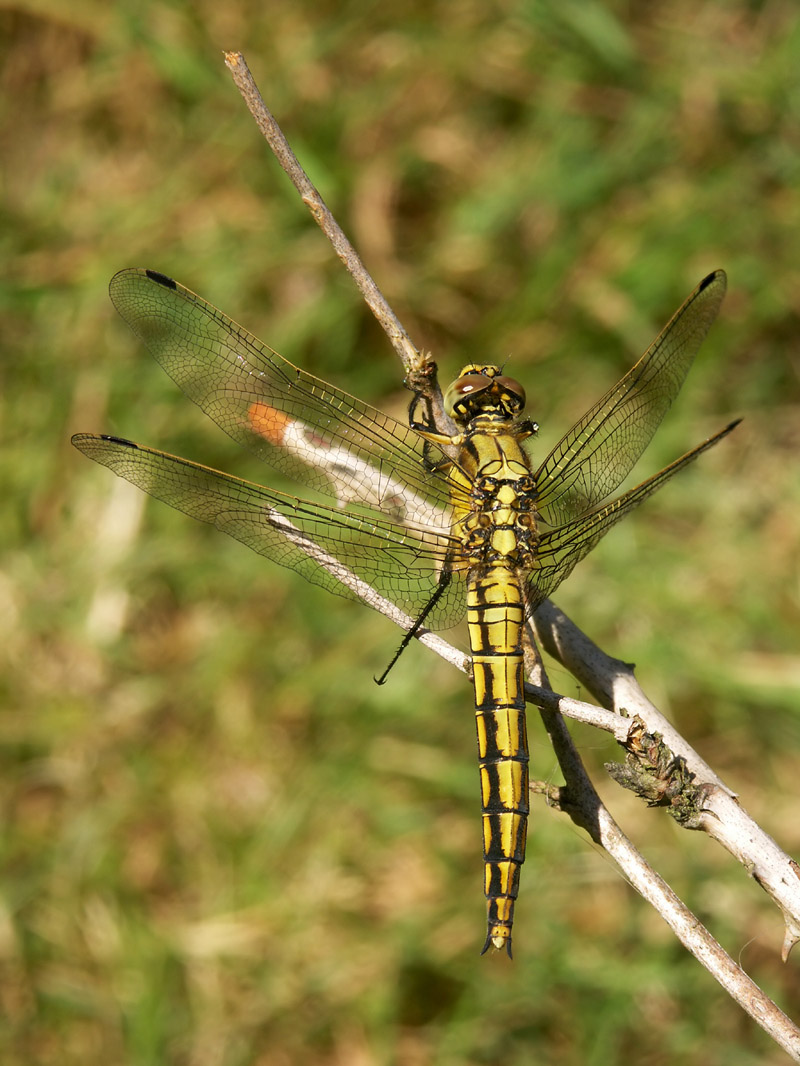 Photographie par Rouwkema pour DesignCrowd (Community Contests) | Design #9046381