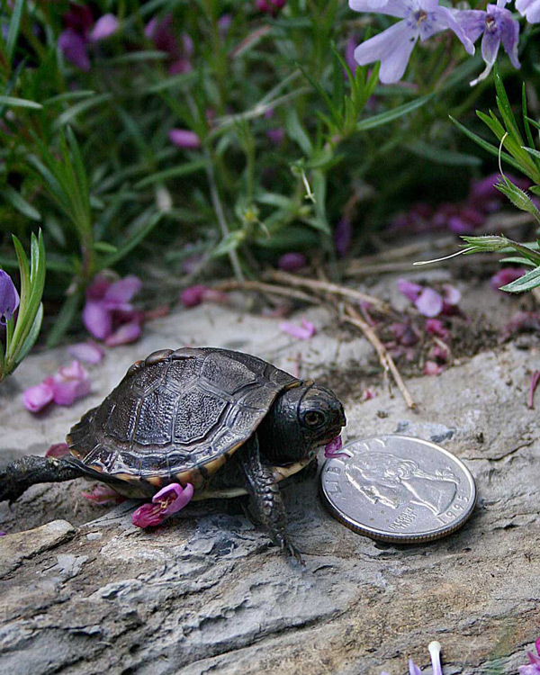 Photography by starrwalker for DesignCrowd (Community Contests) | Design #9041351