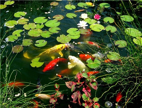 Photography by quin10 for DesignCrowd (Community Contests) | Design #9040873