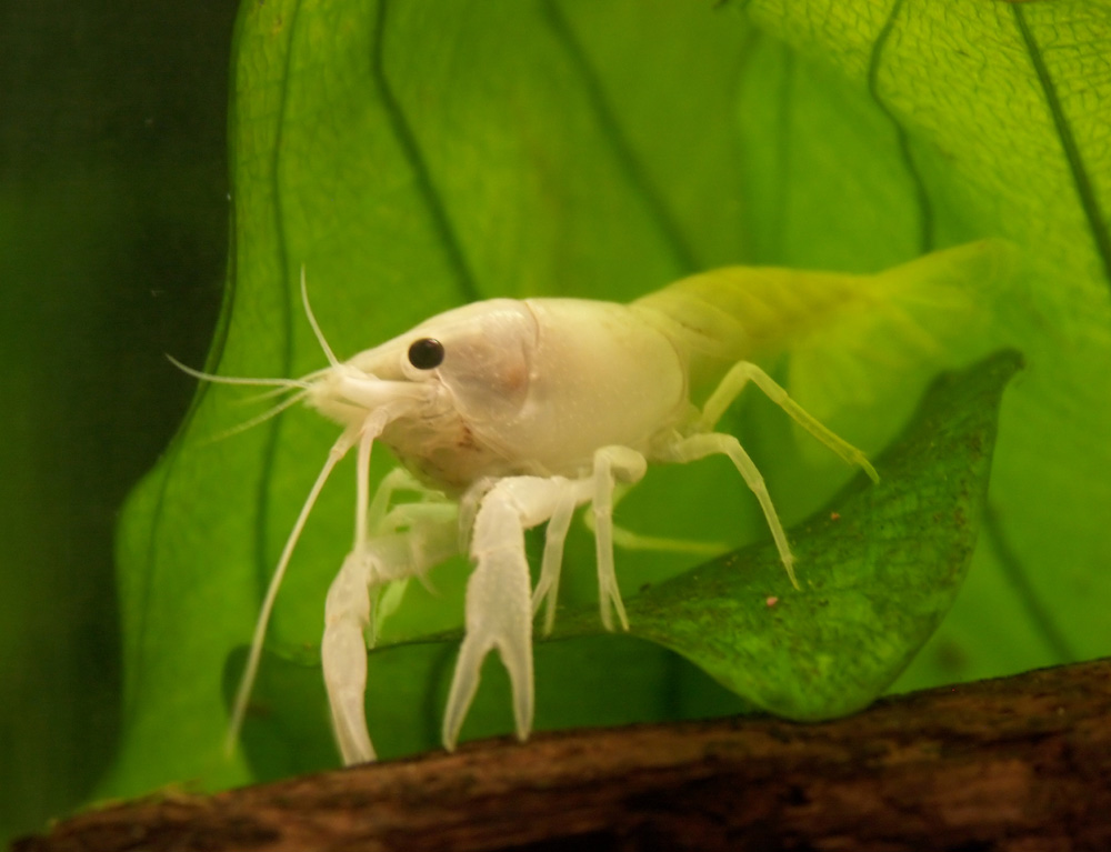 Fotografie von Rouwkema für DesignCrowd (Community Contests) | Design #9040861