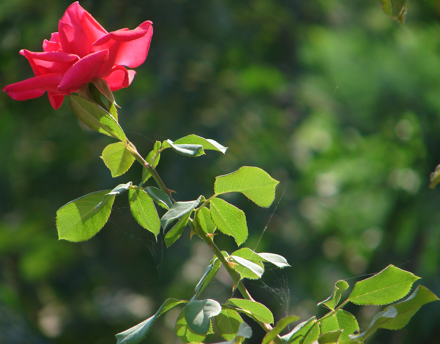 Photography by bigevil600 for DesignCrowd (Community Contests) | Design #9046420