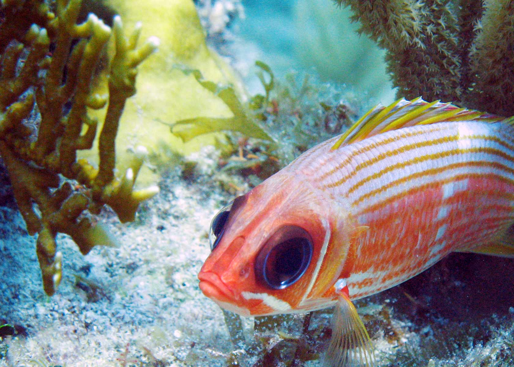 Photography by lodoiska for DesignCrowd (Community Contests) | Design #9040899