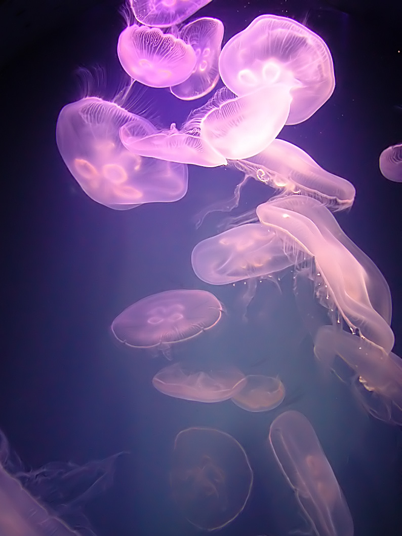 Photography by rml1963 for DesignCrowd (Community Contests) | Design #9040880