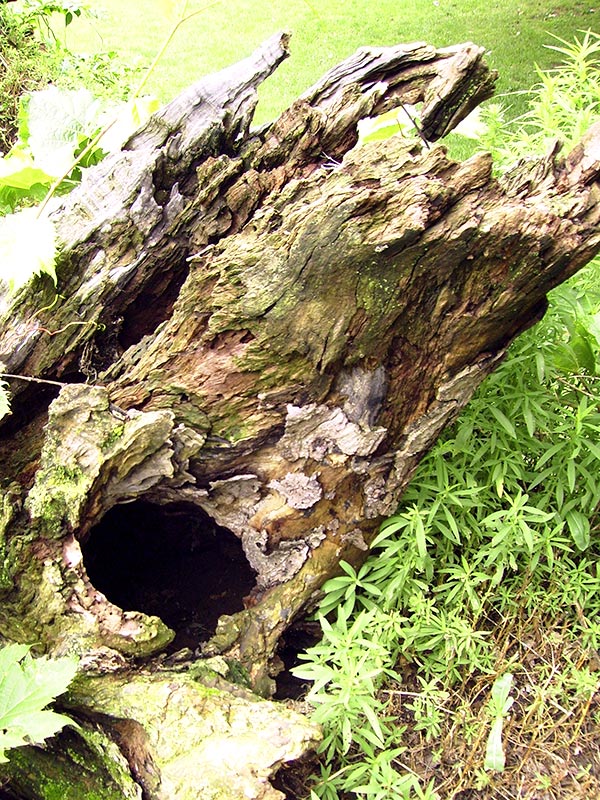 Photography by revdave33 for DesignCrowd (Community Contests) | Design #9046468