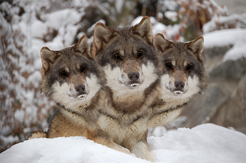 Diseño de Photoshop por mattbyng para DesignCrowd (Community Contests) | Diseño #9047416