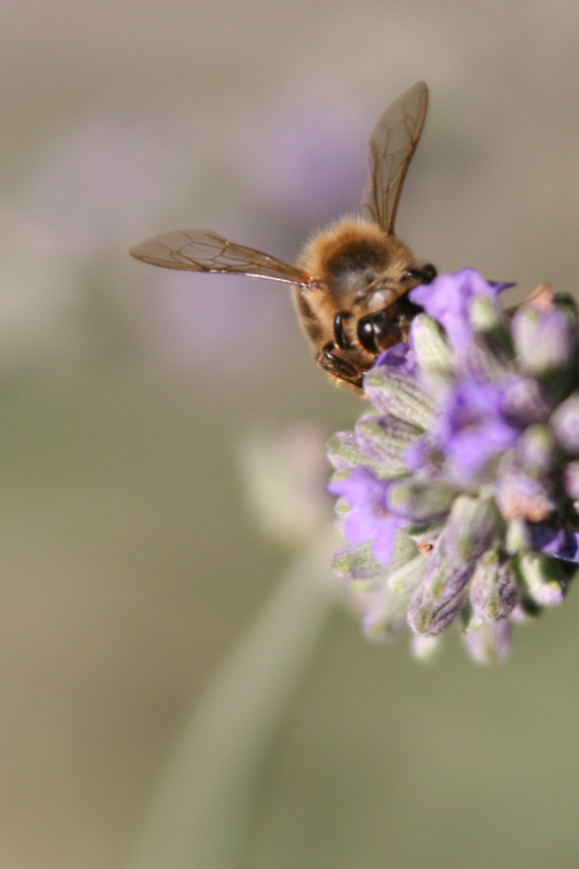 Photographie par absalom996 pour DesignCrowd (Community Contests) | Design #9046497