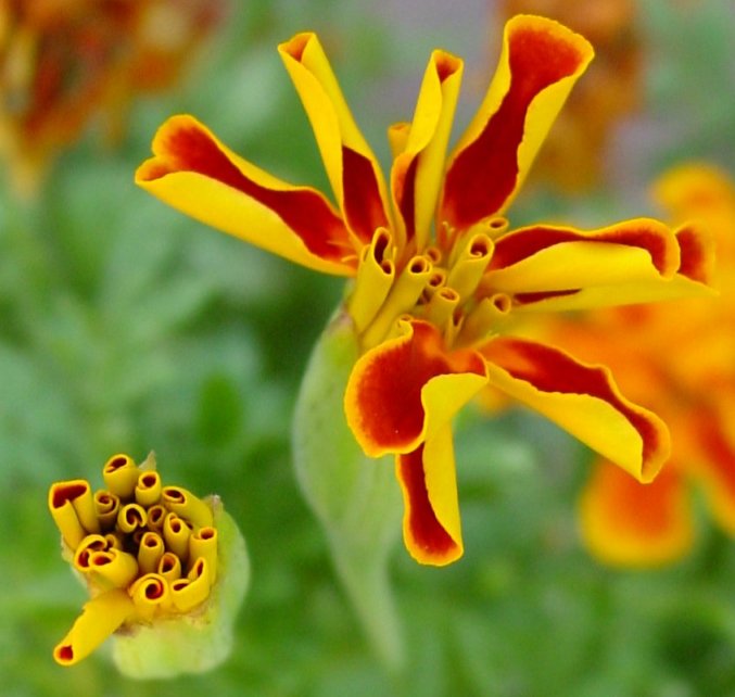 Photography by Keyivory for DesignCrowd (Community Contests) | Design #9046737