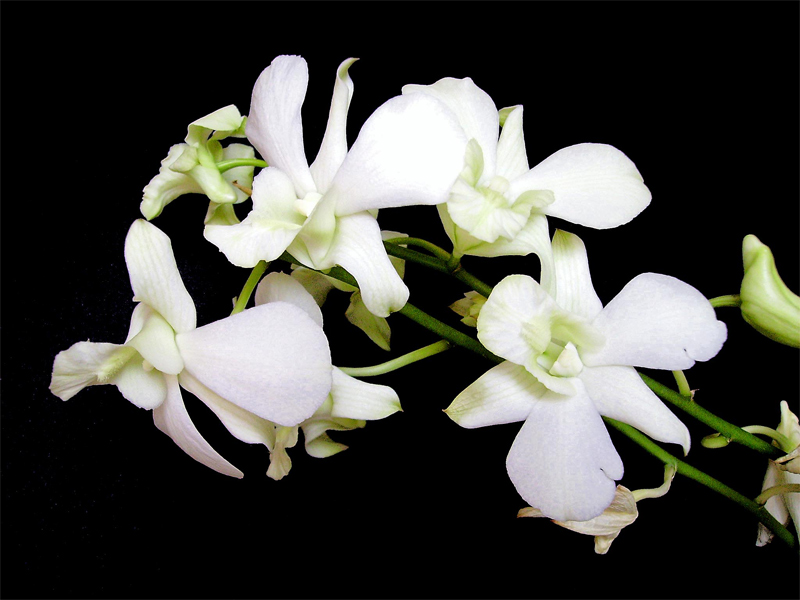 Fotografie von IsleofJura für DesignCrowd (Community Contests) | Design #9046615