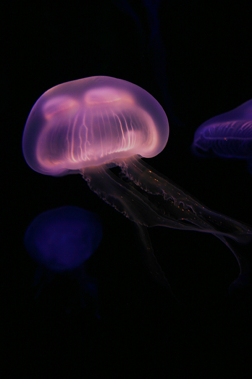 Fotografía por zsandra para DesignCrowd (Community Contests) | Diseño #9040942