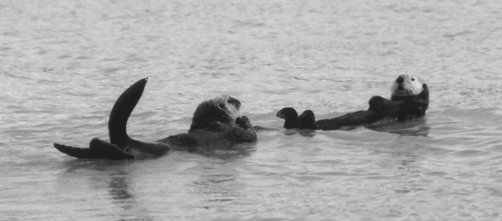 Fotografie von georgethedog für DesignCrowd (Community Contests) | Design #9040932