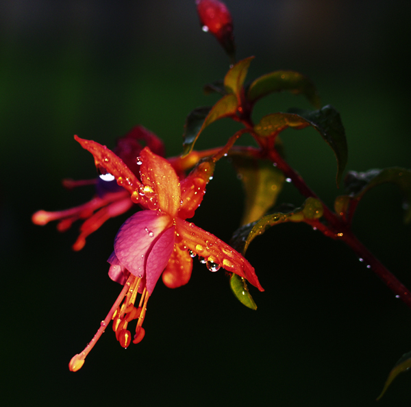 Photography by a16duvall for DesignCrowd (Community Contests) | Design #9046670