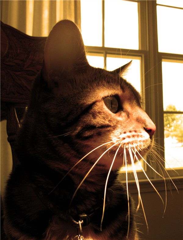 Photography by quin10 for DesignCrowd (Community Contests) | Design #9043449