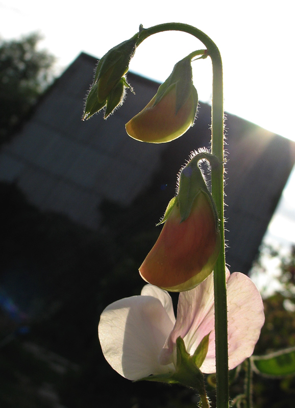 Photography by aquario for DesignCrowd (Community Contests) | Design #9046701