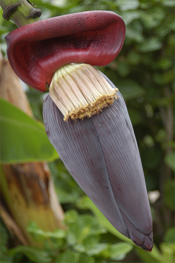 Photography by kcfemme for DesignCrowd (Community Contests) | Design #9046604