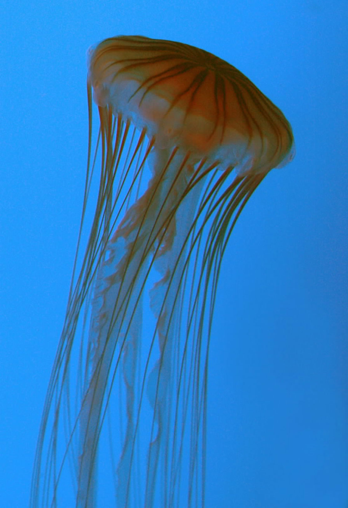 Photography by DebCam for DesignCrowd (Community Contests) | Design #9040965