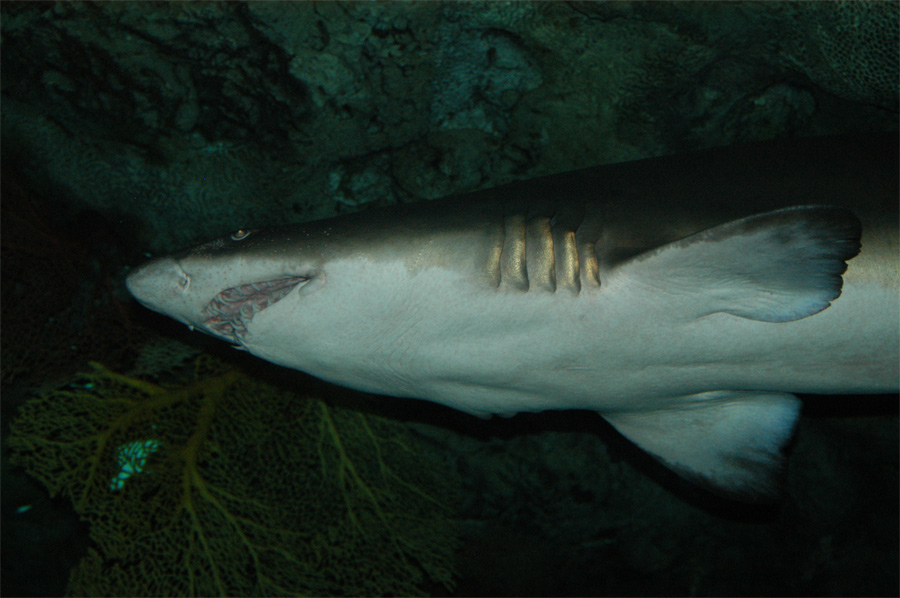 Photography by kcfemme for DesignCrowd (Community Contests) | Design #9041012