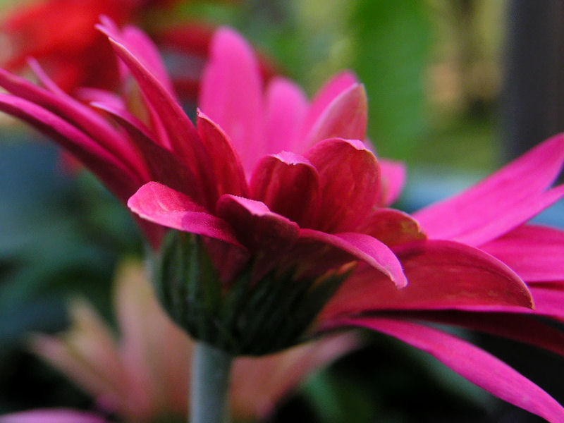 Photography by Ataxia for DesignCrowd (Community Contests) | Design #9046681