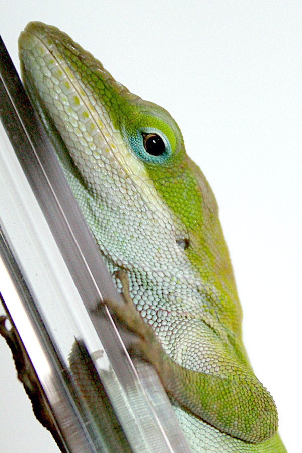 Photography by starrwalker for DesignCrowd (Community Contests) | Design #9046704