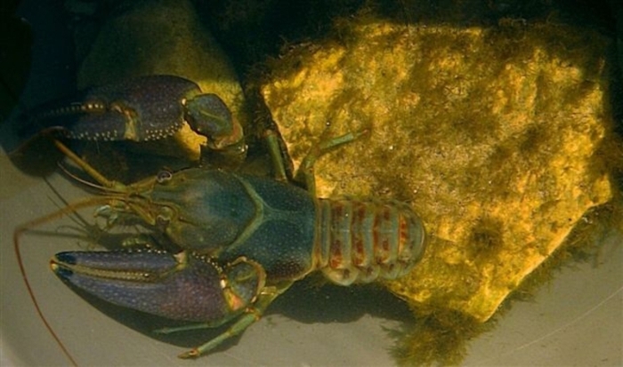 Photography by spincast1123 for DesignCrowd (Community Contests) | Design #9041004