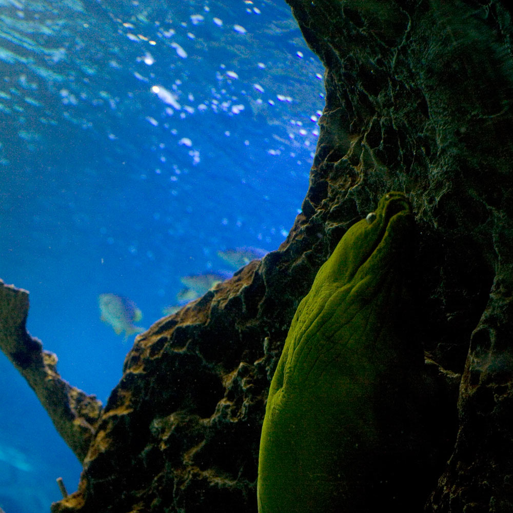 Fotografie von ChronicPest für DesignCrowd (Community Contests) | Design #9040991