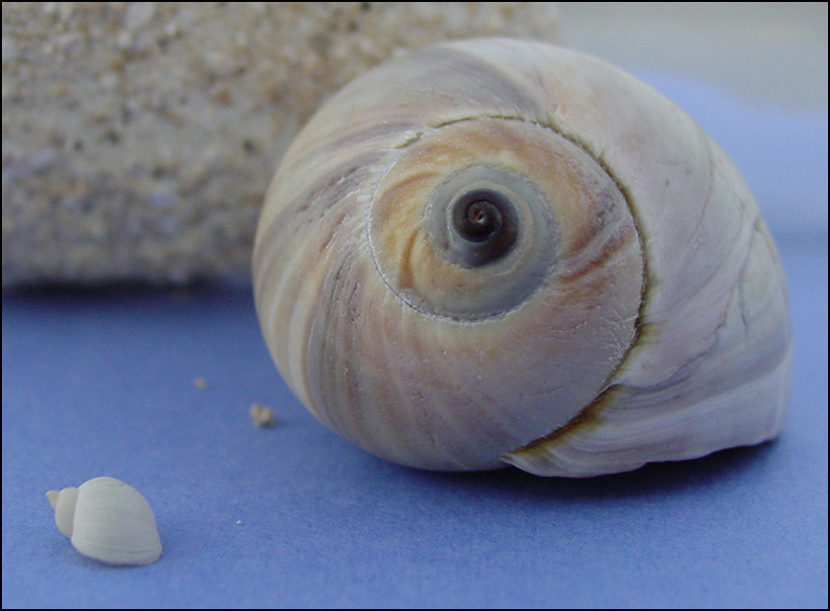 Photography by suesslittle for DesignCrowd (Community Contests) | Design #9041475