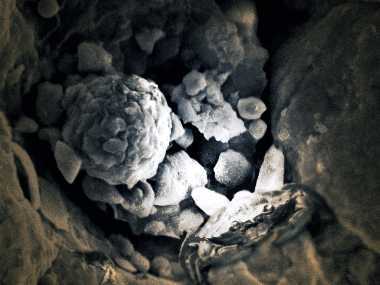 Design Photoshop par HawaiianPig pour DesignCrowd (Community Contests) | Design #9041298