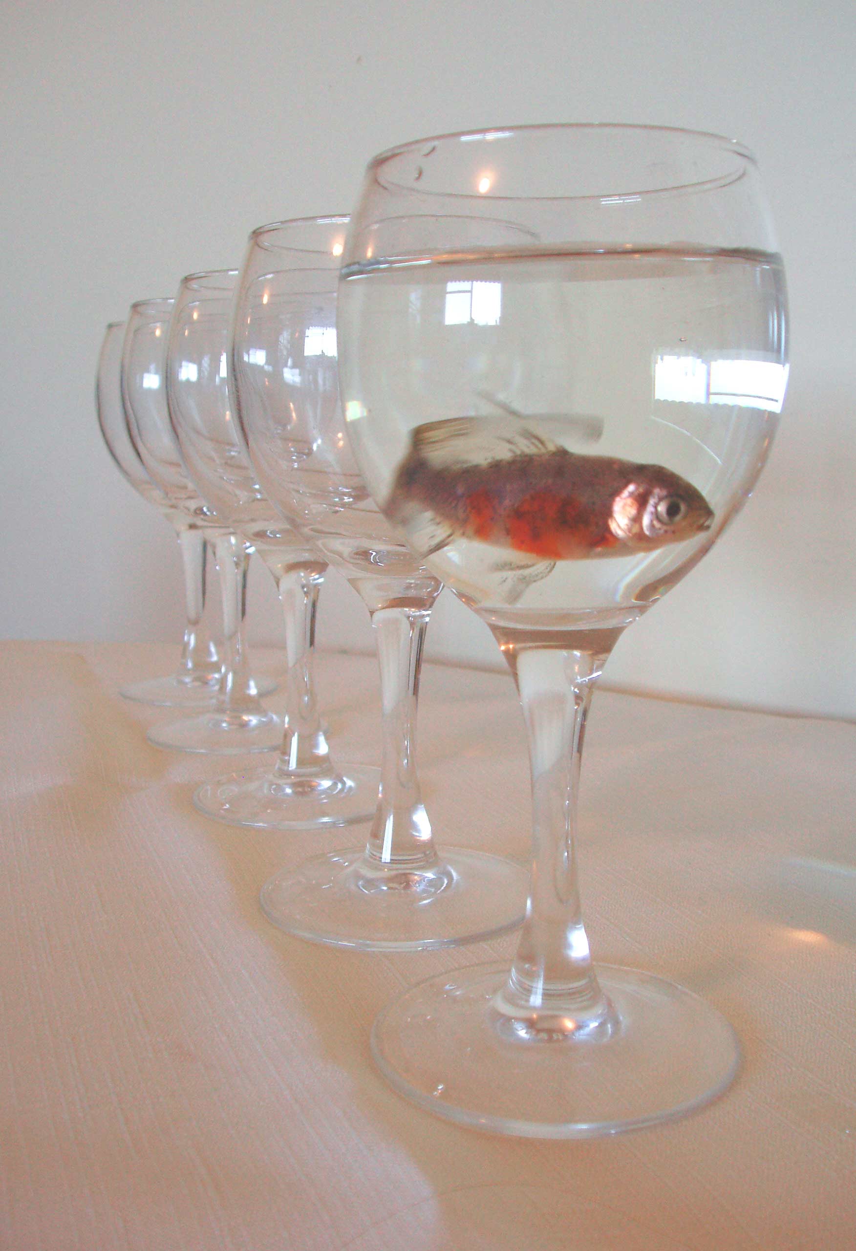 Photography by litfish for DesignCrowd (Community Contests) | Design #9041062