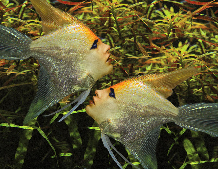 Diseño de Photoshop por EyEars para DesignCrowd (Community Contests) | Diseño #9041278