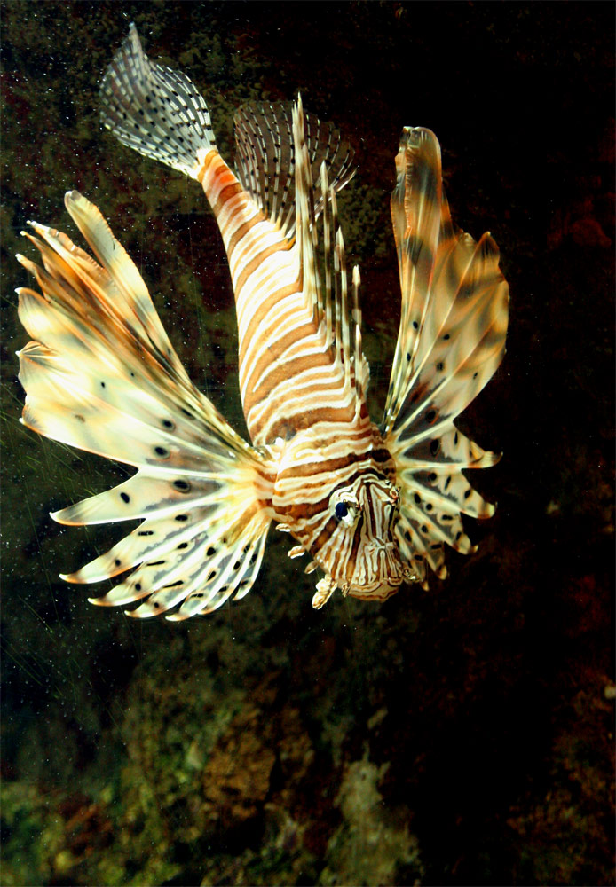 Fotografía por mare53 para DesignCrowd (Community Contests) | Diseño #9041010