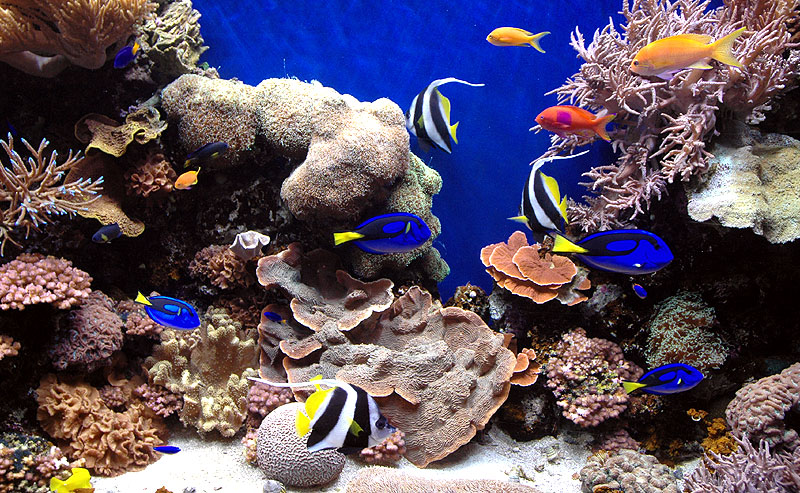 Photography by MisterSir for DesignCrowd (Community Contests) | Design #9041033