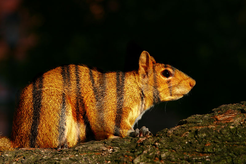 Photoshop-Design von bruceleroy für DesignCrowd (Community Contests) | Design #9035228