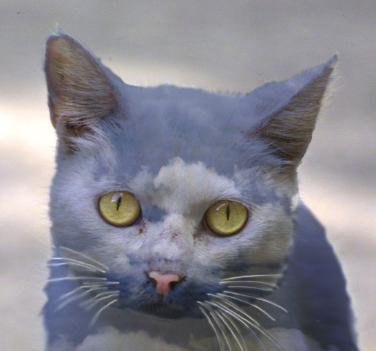 Photoshop Design by SaDaKiTo for DesignCrowd (Community Contests) | Design #9035273