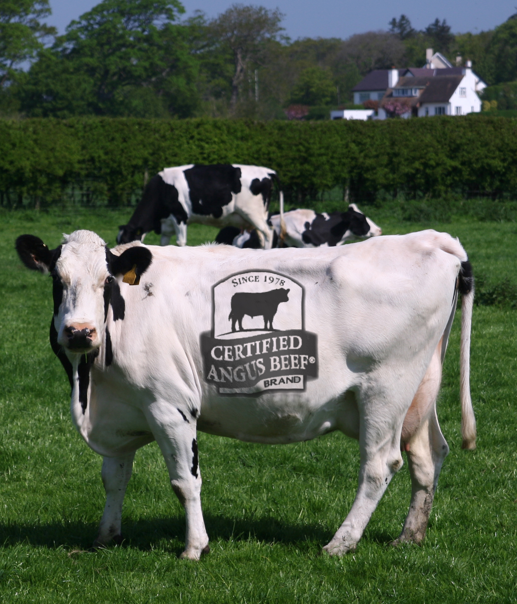Photoshop-Design von BigE99 für DesignCrowd (Community Contests) | Design #9035277