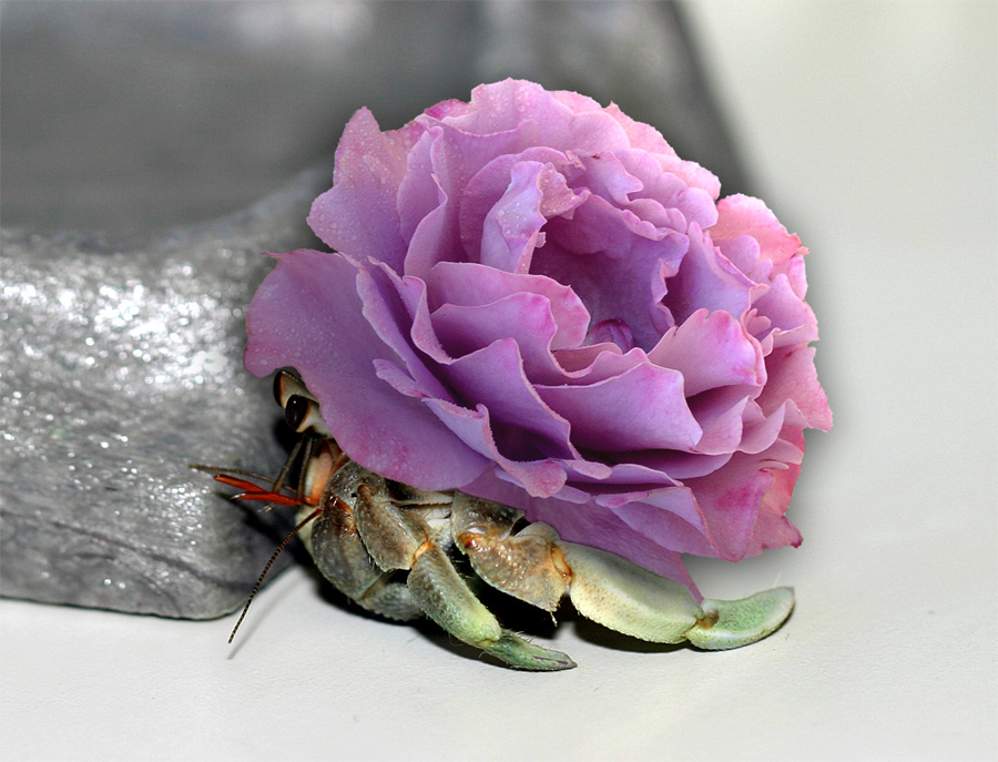 Photoshop-Design von drogers für DesignCrowd (Community Contests) | Design #9035269