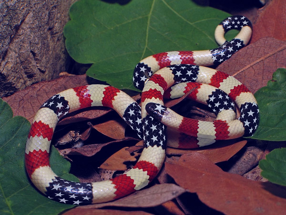 Photoshop Design by MarvLS Graphics for DesignCrowd (Community Contests) | Design #9035298