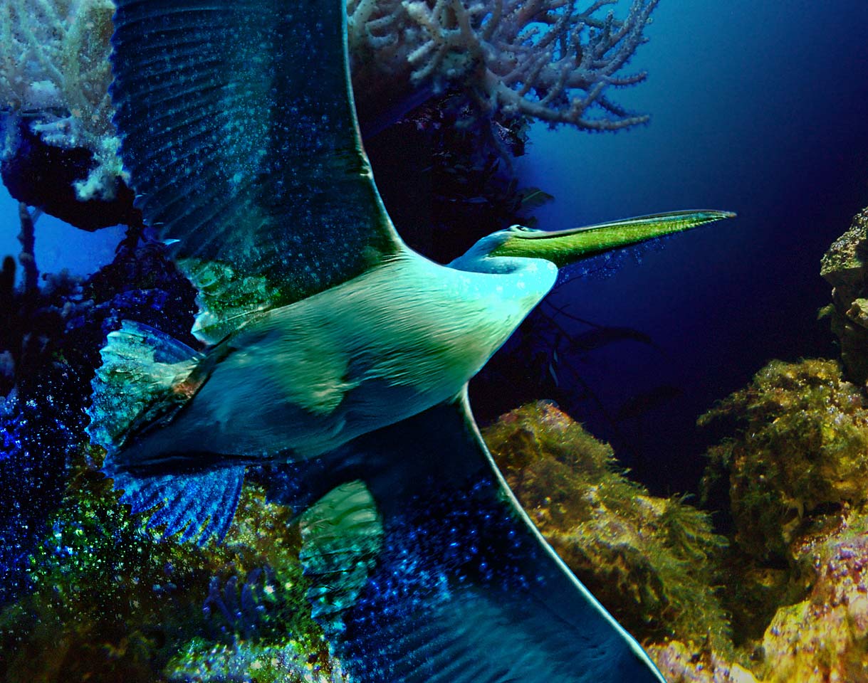 Photoshop Design by tombarreto for DesignCrowd (Community Contests) | Design #9037800