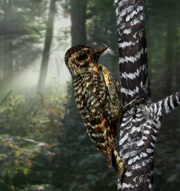 Photoshop Design by westsidecreations for DesignCrowd (Community Contests) | Design #9035335