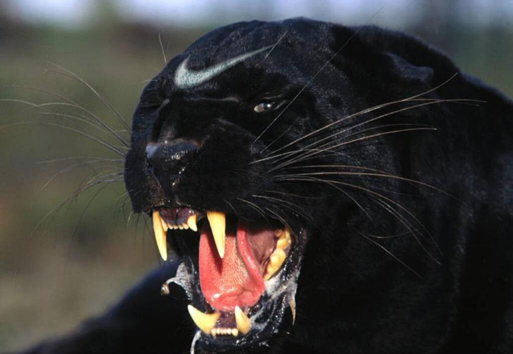 Diseño de Photoshop por shlumiel para DesignCrowd (Community Contests) | Diseño #9035345