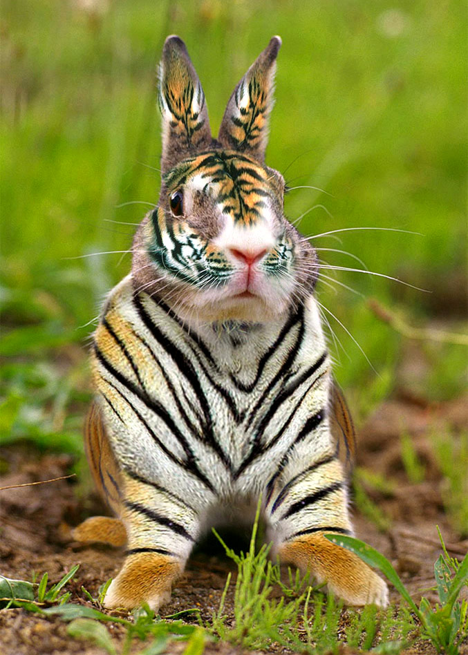 Photoshop Design by ozplasmic for DesignCrowd (Community Contests) | Design #9035396